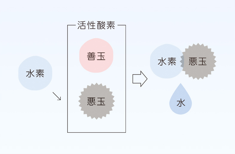 活性酸素と結合し無害化・悪玉のみと結合する性質